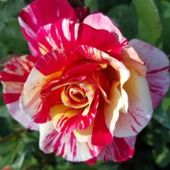 Троянда чайно-гібридна "Моріс Утрілло" Maurice Utrillo