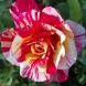 Роза чайно-гибридная "Морис Утрилло" Maurice Utrillo