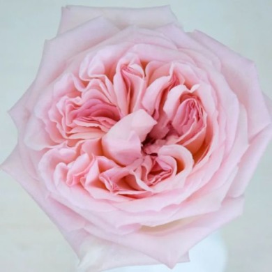 Роза чайно-гибридная "Пинк Охара" Pink O