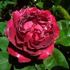 Троянда шраб "Барон Жиро де Лейн" Baron Girod de L