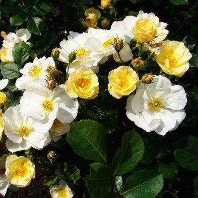 Роза шраб "Розалита" Rosalita