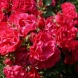 Роза штамбовая свисающая "Ред Каскад"