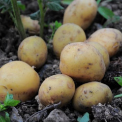 Семенной среднеранний картофель "Базалия" (Элита, для жарки и пюре) 1 кг