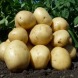 Семенной среднеспелый картофель "Аризона" (1 репродукция, универсального назначения) 1кг