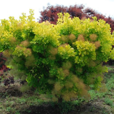 Скумпія шкіряна "Голден Леді" Golden Lady (закритий корінь С 7.5) Скумпія шкіряна "Голден Леді" Golden Lady (закритий корінь С 7.5)