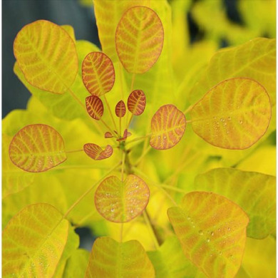 Скумпія шкіряна "Голден Леді" Golden Lady (закритий корінь С 7.5) Скумпія шкіряна "Голден Леді" Golden Lady (закритий корінь С 7.5)