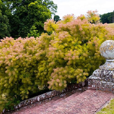 Скумпія шкіряна "Голден Леді" Golden Lady (закритий корінь С 7.5) Скумпія шкіряна "Голден Леді" Golden Lady (закритий корінь С 7.5)