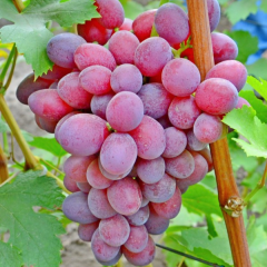Столовый виноград "Подарок Ирине"