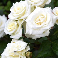 Троянда спрей "Біла Лідія" White Lydia