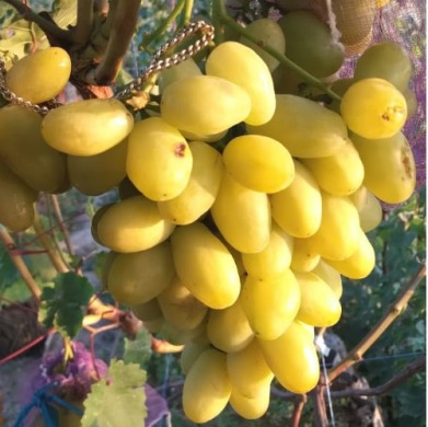 Виноград гибрид "Бананас"
