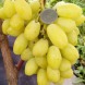 Виноград гибрид "Бананас"