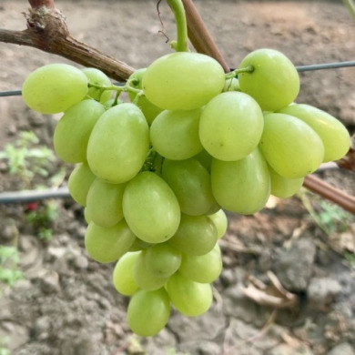 Виноград столовый "Стандарт" Виноград столовый "Стандарт"