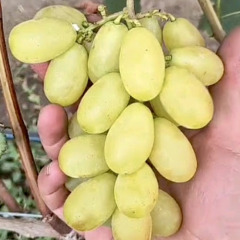 Виноград столовый "Стандарт"