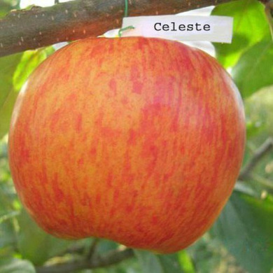 Яблоня "Целесте"
