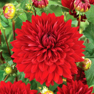 Жоржина бордюрна "Гарден Вондер" Garden Wonder