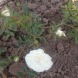 Роза почвопокровная Вайт "White"