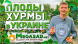 Хурма "Мидер" 3 года