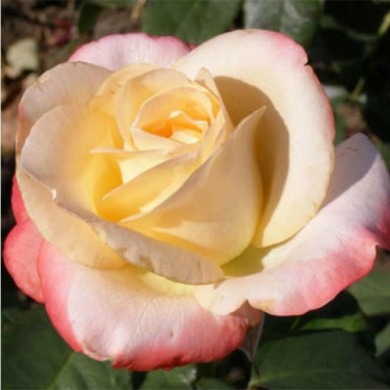 Роза чайно-гибридная "Белла Перл" Belle Perle