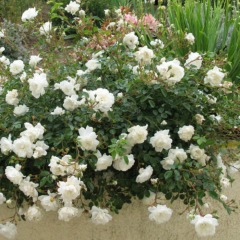 Роза почвопокровная Вайт "White"