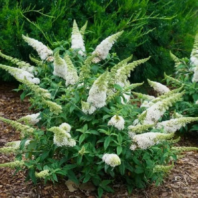 Будлея "White Proffuson" (закритий корінь С1,5 л)