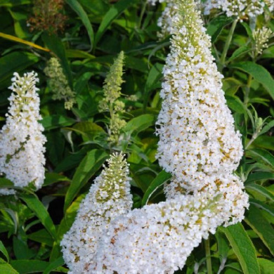 Будлея "White Proffuson" (закритий корінь С1,5 л)
