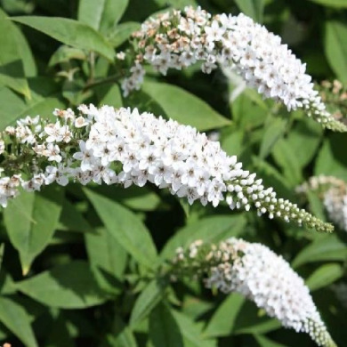 Будлея "White Proffuson" (закритий корінь С1,5 л)