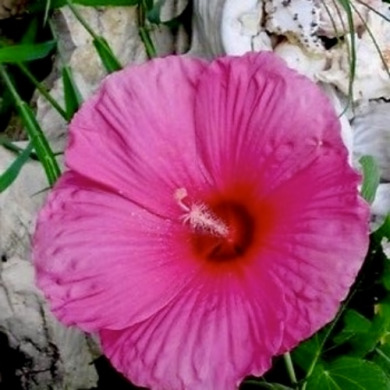 Гибискус травянистый "Галактика" Galaktika (закрытый корень С1)