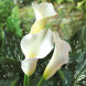 Калла "Sapporo"