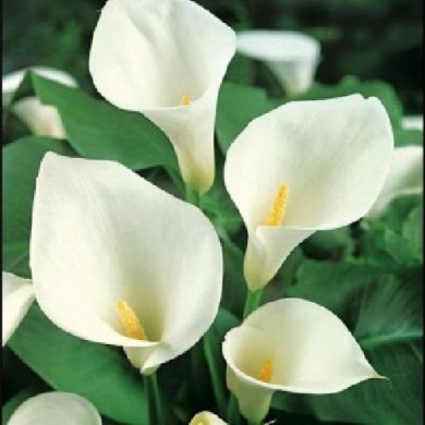 Калла "Sapporo"