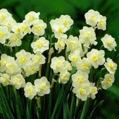 Нарцисс Многоцветковый обычный "Cherfulness" 3шт