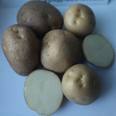 Семенной среднеспелый картофель "Зоряна" (Элита, для универсального назначения) 1кг