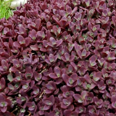 Очиток (седум) "Sunsparkler Firecracker" Санспарклер Файеркрекер Очиток (седум) "Sunsparkler Firecracker" Санспарклер Файеркрекер