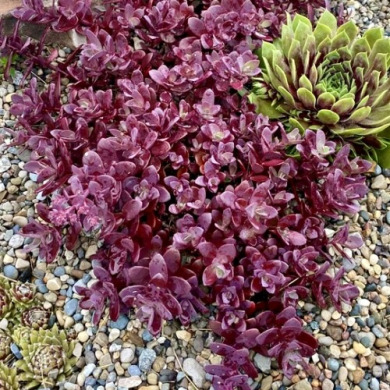 Очиток (седум) "Sunsparkler Firecracker" Санспарклер Файеркрекер Очиток (седум) "Sunsparkler Firecracker" Санспарклер Файеркрекер