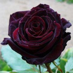 Роза чайно-гибридная "Блек Меджик" Black Magic
