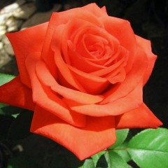 Роза чайно-гибридная "Верано" Verano