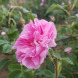 Роза эфирно-масличная "Прима" (закрытый корень) 