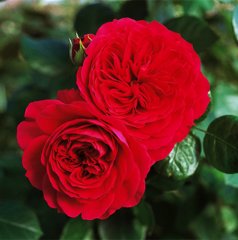 Троянда флорибунда "Ред Леонардо да Вінчі" Red Leonard de Vinci
