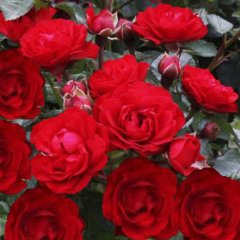 Роза почвопокровная "Ред Фейри" Red Fairy