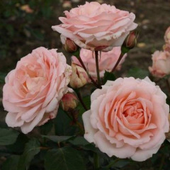Троянда шраб "Клер ренессанс" Clair Renaissance