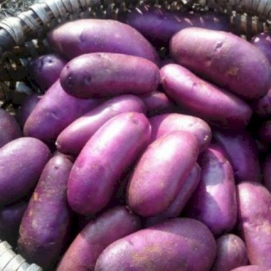 Семенной среднеранний картофель "Цыганка" (Элита, для запекания, диетического питания) 1кг
