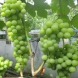 Столовий виноград "Дарина"