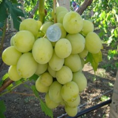 Столовий виноград "Дарина"