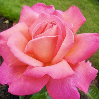 Роза чайно-гибридная "Чикаго Пис" Chicago Peace Роза чайно-гибридная "Чикаго Пис" Chicago Peace