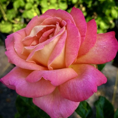 Роза чайно-гибридная "Чикаго Пис" Chicago Peace Роза чайно-гибридная "Чикаго Пис" Chicago Peace