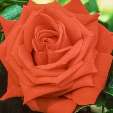 Троянда чайно-гібридна "Любочка" Lyubochka