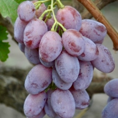Виноград столовый "Овально-Вишневый"
