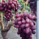 Виноград столовый "Овально-Вишневый"