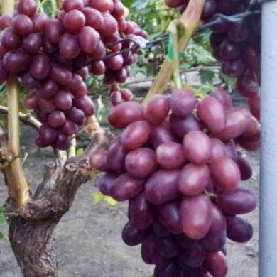 Виноград столовый "Овально-Вишневый"