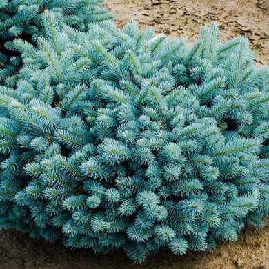 Ялина колюча "Глаука Глобоза" Glauca Globosa (Закритий корінь С5) Д15-2 см