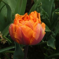 Тюльпан махровый+многоцветковый  "Orca" 3шт